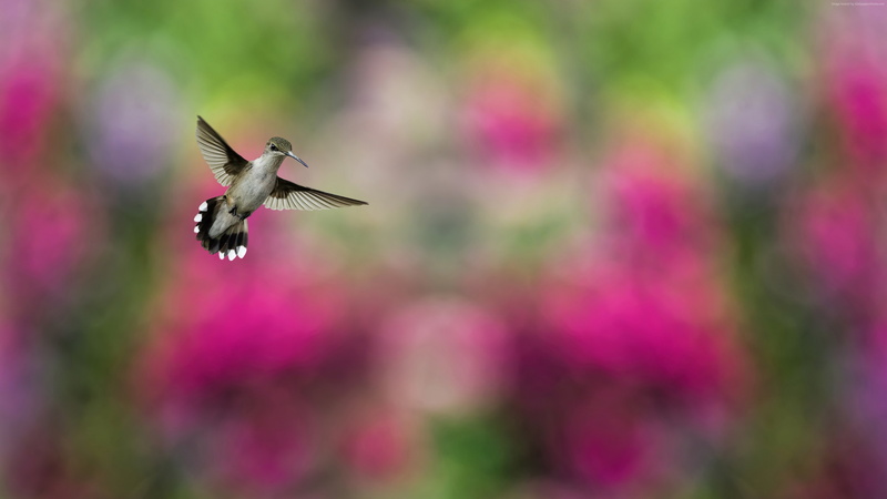 blur, humming-bird, Hummingbird, Bird, 4K, colorful