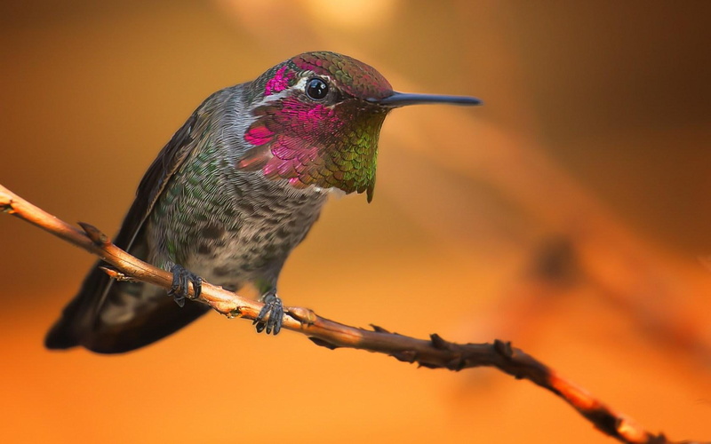 gray, bird, humming, hummingbird, 720P
