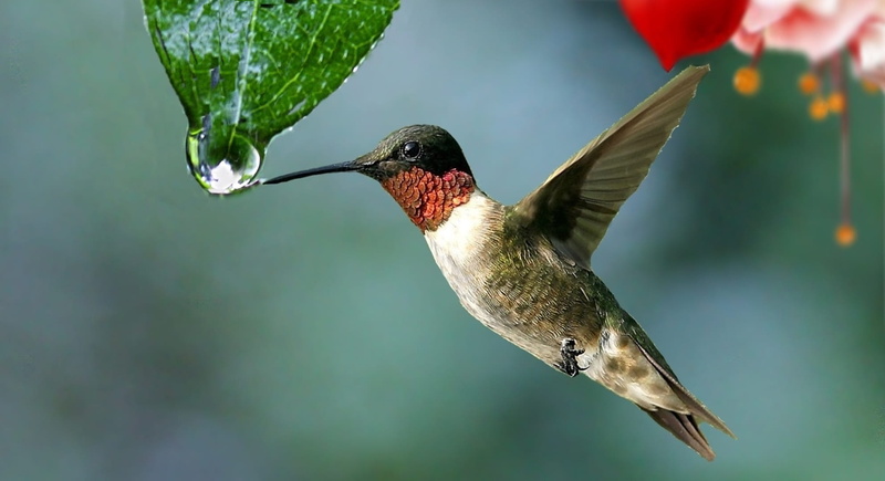 flying, day, beak, drop, garden, flowers, raindrop, one animal, close-up, no people, animal themes, last straw, flapping, 1080P, outdoors, animal wildlife