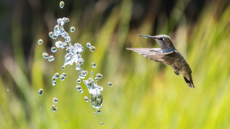humming, one animal, animal, motion, spread wings, animal themes, waterdrop, focus, humming bird, brown, 2K, vertebrate, hummingbird, photography, nature