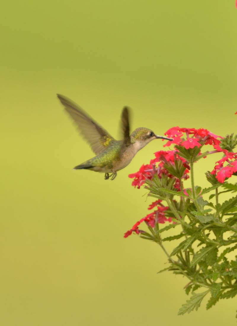 bird fly, no people, growth, flying, freshness, close-up, animal wildlife, hovering, petal, plant, animals in the wild, beauty in nature, flower head, hummingbird