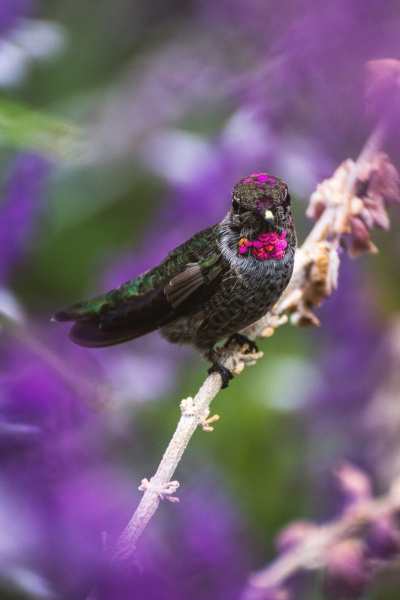 vertebrate, green, flowering plant, photography, beauty in nature, focus, plumage, small, tree, animal themes, black, lake, one animal, look, humming, perch
