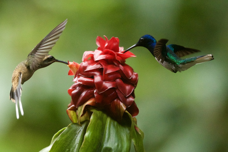 flower, flowering plant, no people, wild life, pollination, pistil, beauty in nature, red, hummingbird, wild bird, vertebrate, one animal, in mid iar, animals in the wild
