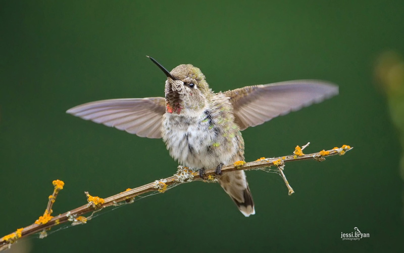 lovely, no people, focus on foreground, 1080P, flying, outdoors, animal wildlife, plant, animal themes, close-up, humming, motion, animals in the wild