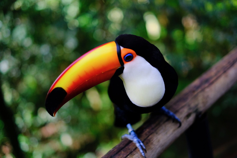bird, nature, tucano, animal themes, beauty in nature, 1080P, tree, outdoors, one animal, animals in the wild, animal, animal head, close-up, animal body part