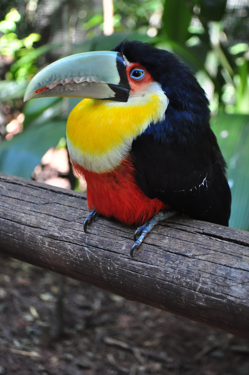 2K, animal themes, day, zoo, wood - material, brazilian fauna, close-up, long spout, yellow, branch, focus on foreground, tucano, vertebrate, nature, birds