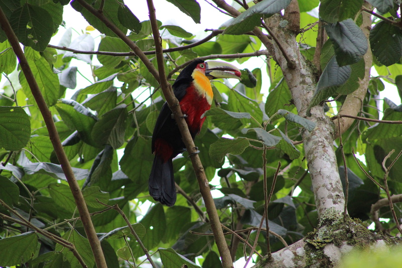 perching, leaf, animal wildlife, bird, plant part, outdoors, green color, low angle view, vertebrate, tucano, day, growth, 5K, toucan, plant, tree, no people