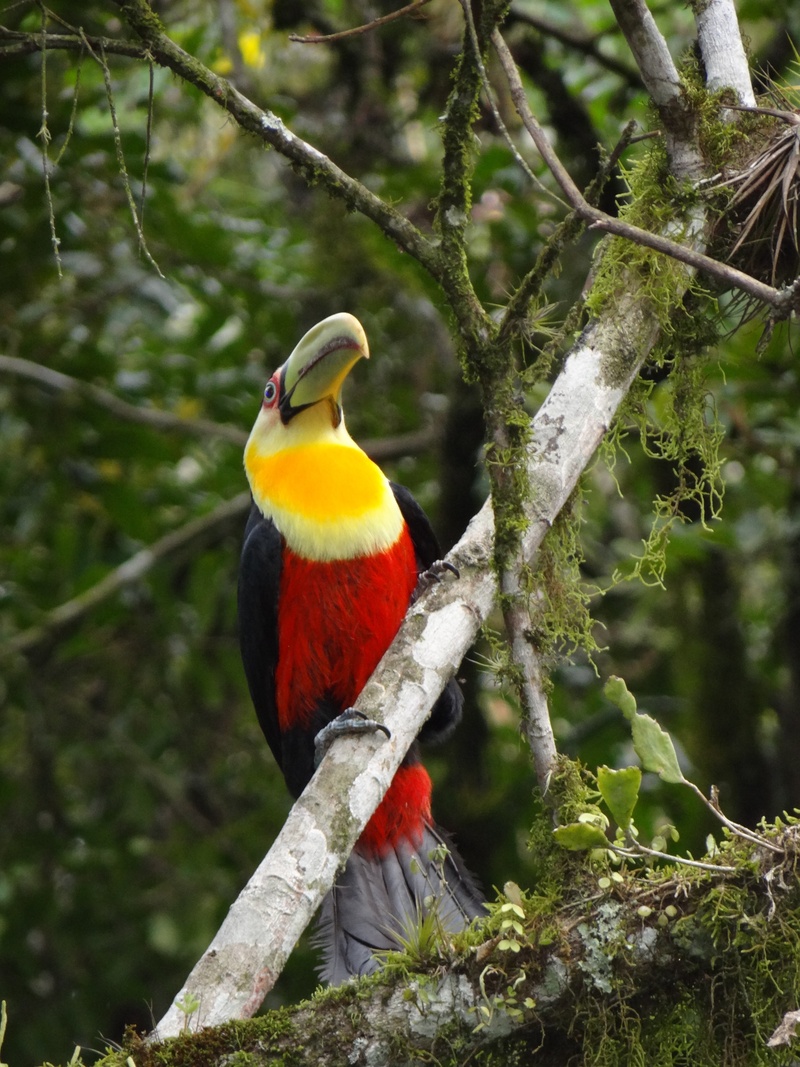 day, outdoors, fauna, vertebrate, multi colored, 2K, no people, perching, beauty in nature, tucano, brazil, wild nature, animals in the wild, animal wildlife