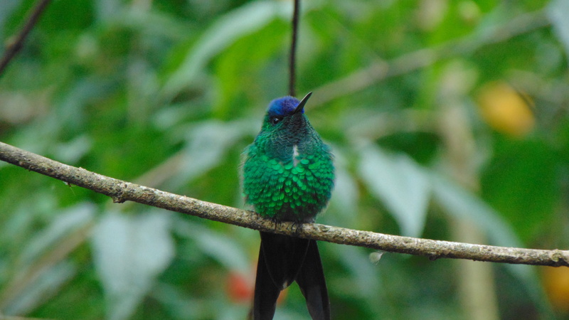large spout, hummingbirds, forest, brazil, bird, peacock, birds, blue sky, fauna, arara, tucano, perching, no people, rainforest, long spout, nature, brazilian fauna