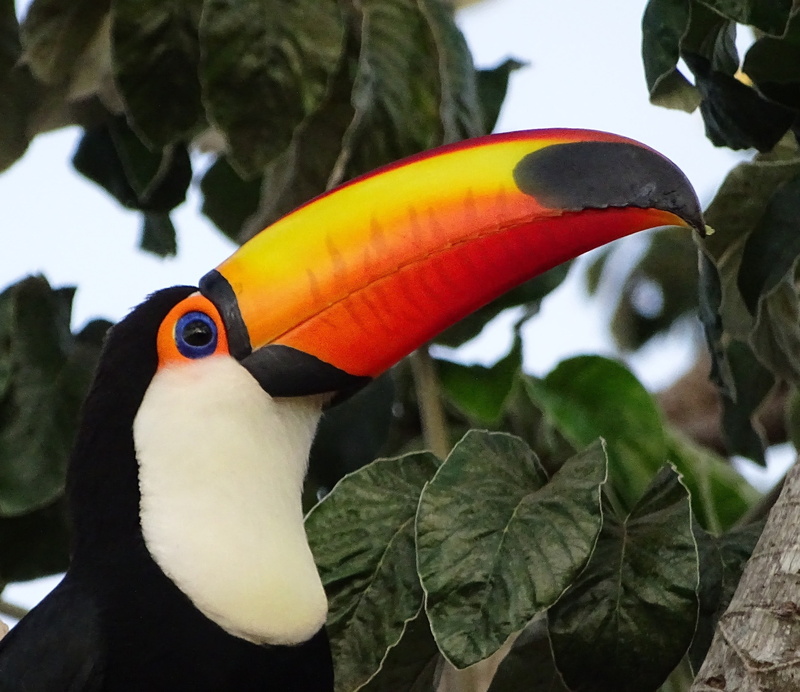 2K, large spout, animals in the wild, multi colored, colorful, beak, leaf, day, animal themes, outdoors, one animal, animals, no people, bird, animal