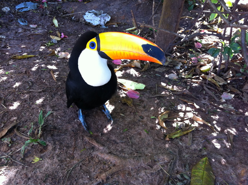 black color, 2K, plant, outdoors, tree, tucano, animal themes, animals in the wild, nature, high angle view, no people, animal, one animal, vertebrate