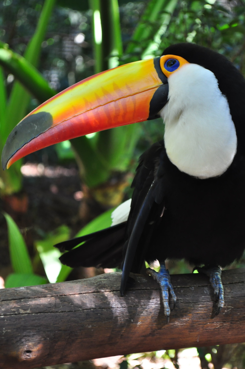 outdoors, animals in the wild, one animal, forest, animal head, zoo, 2K, focus on foreground, multi colored, day, perching, animal, brazilian, environment