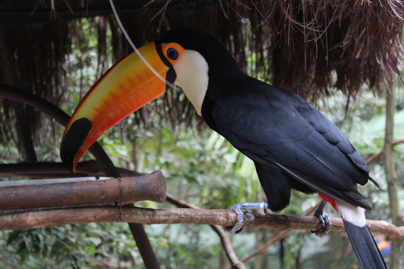 focus on foreground, perching, brazil, group of animals, two animals, no people, animal themes, animal wildlife, nature, tree, day, branch, close-up, 5K