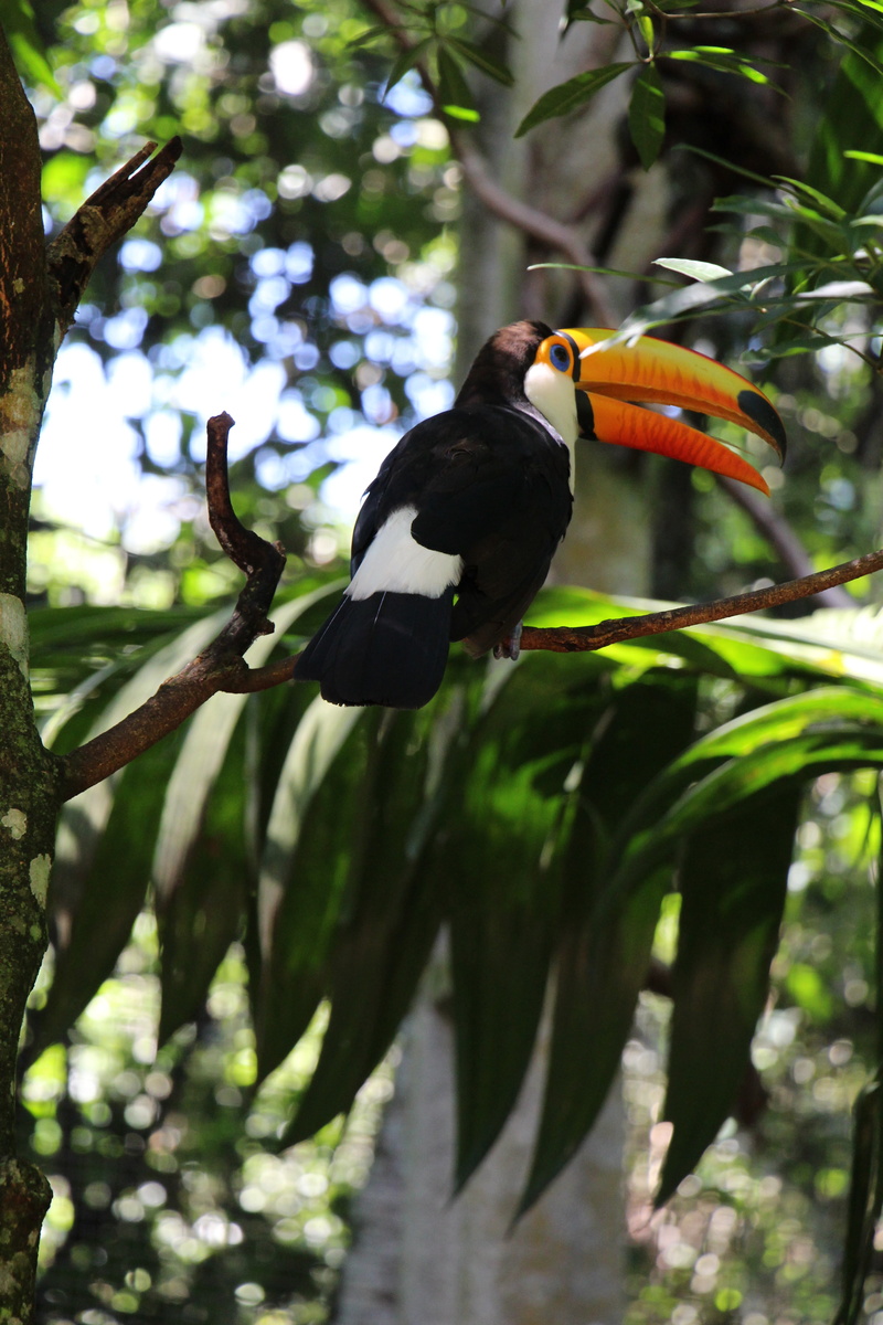 perching, plant, animals in the wild, outdoors, beak, no people, animal wildlife, tucano, rainbow lorikeet, parque das aves, nature, animal themes, group of animals