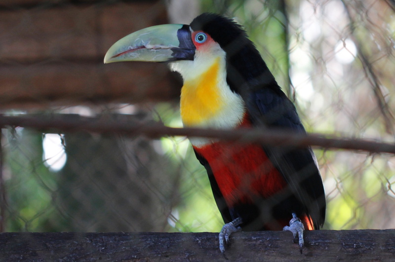 close-up, vertebrate, beak, tree, yellow, selective focus, branch, nature, bird, hornbill, 2K, perching, focus on foreground, zoo, outdoors, tucano, day