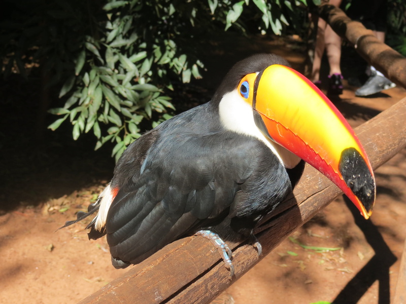 beak, no people, forest, multi Colored, large spout, focus on foreground, toucan, animal, water, Brazil, wildlife, animal wildlife, Toucans, birds, perching