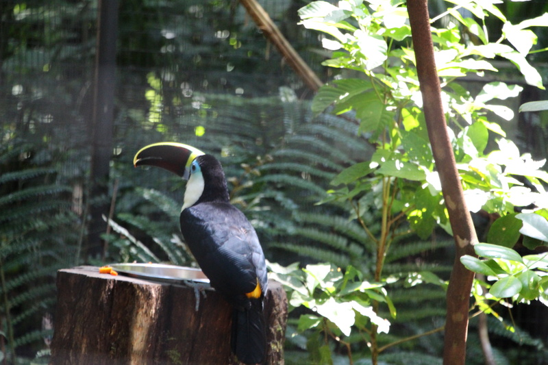 outdoors, forest, branch, one animal, perching, animals in the wild, tree, vertebrate, animal wildlife, day, focus on foreground, bird, 5K, black color