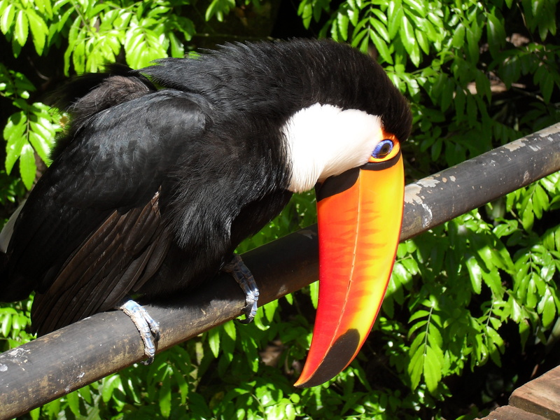 outdoors, day, animal themes, no people, plant, tucano, brazil, animal head, 2K, animal, nature, black color, rod, close-up, animals in the wild, focus on foreground