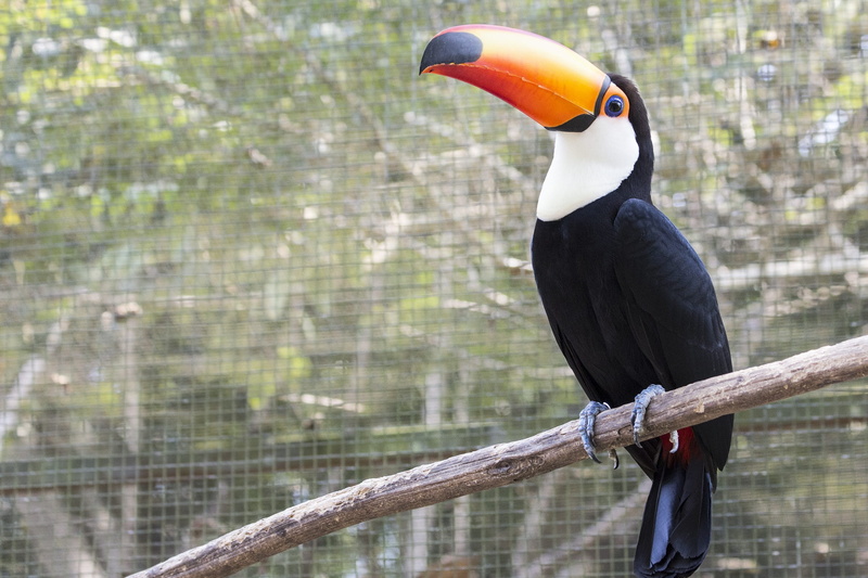 black color, tree, feather, landscape, long spout, zoo, birds, endangered Species, tropical birds, animal wildlife, fauna, forest, animal body part, Spout