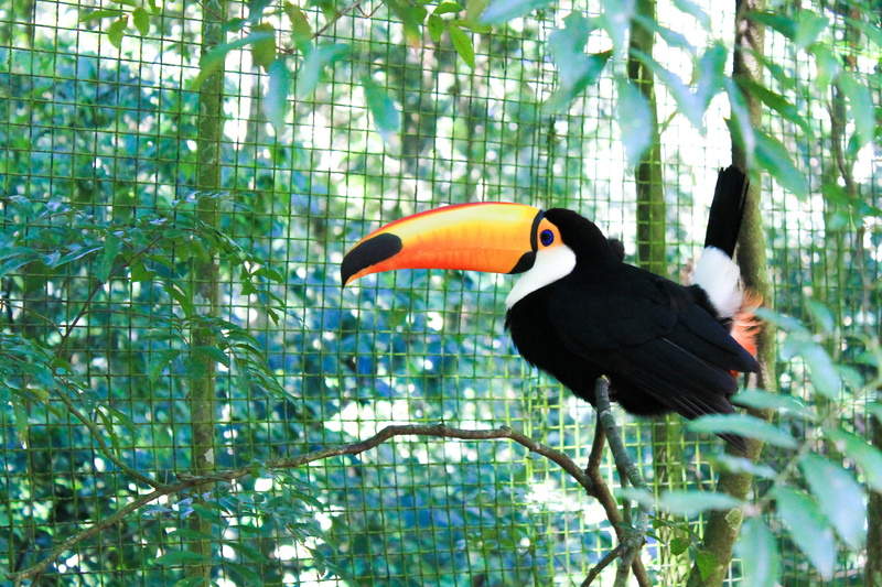 Tucano, perching, multi Colored, tropical Climate, zoo, tree, forest, tropical Rainforest, beak, feather, toucan, vertebrate, 2K, rainforest, plant, black color