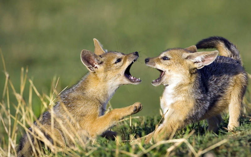 tan, vertebrate, one Animal, animal Themes, nature, aggression, domestic Animals, alertness, positive emotion, dog, curiosity, black, fur, playful, game