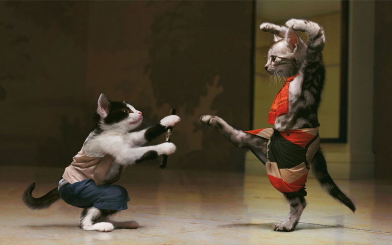 friendship, couple, gray, skill, adult, cats, digital composite, males, dog, vitality, fighting, healthy lifestyle, stage, motion, caucasian Ethnicity