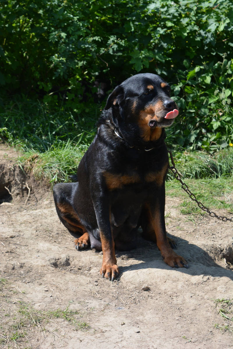 rottweiler, dog, peaceful, vertebrate, one animal, pets, plant, domestic animals, day, fighting dog, domestic, mouth open, animal themes, outdoors, looking