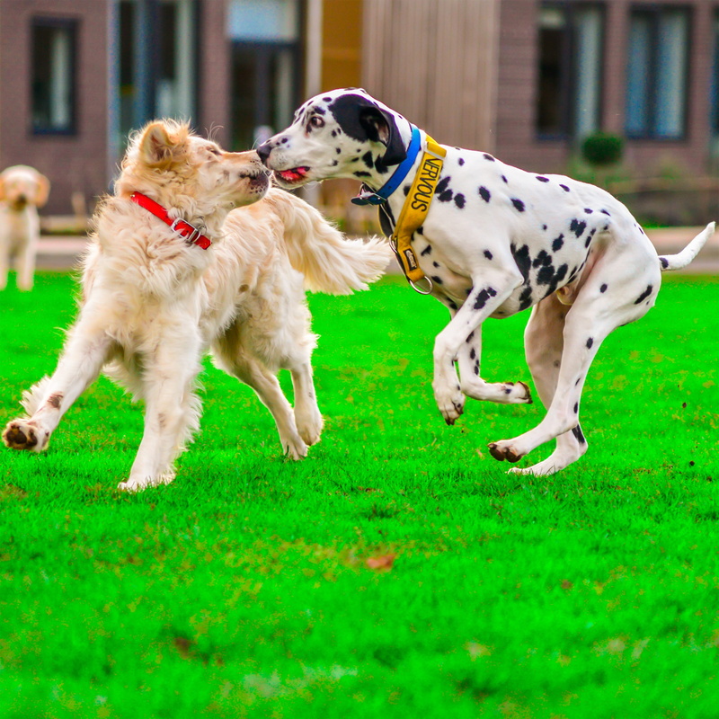 domestic animals, purebred dog, canine, animal, animal themes, golden retriever, dalmatian, motion, field, plant, outdoors, grass, mammal, 2K, vertebrate