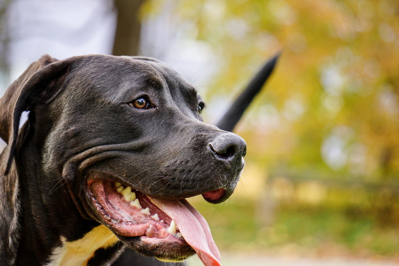 terrier, face, walk, public record, purebred dog, animal themes, isolated, pit, animal teeth, no people, looking away, black, big dog, eyes, 5K, domestic animals