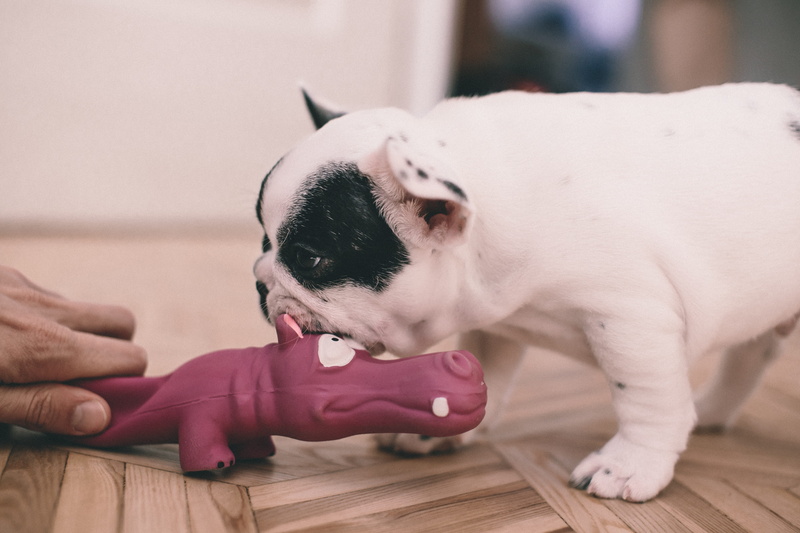 white, focus on foreground, vertebrate, doggy, pet owner, people, hardwood floor, man, domestic, mammal, adorable, home, small, puppy, french, pets, photo