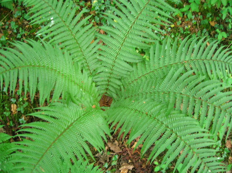 day, no people, flora, foliage, close-up, Shuttlecock, land, forest, plant part, Perennial, Plant, backgrounds, leaf, tree, Fern, pattern, full frame, growth