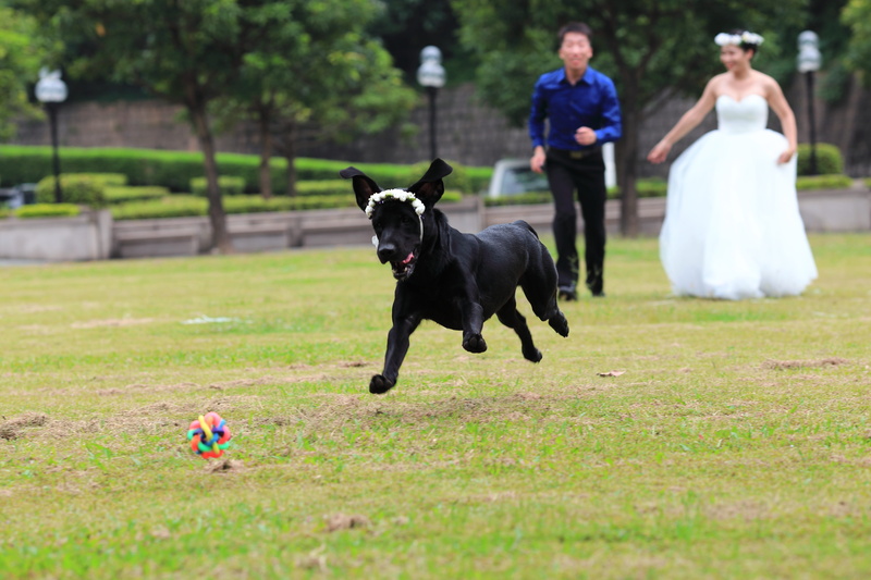 women, dog, day, domestic animals, attend parents  wedding photos, run, real people, men, domestic, full length, people, canine, 5K, labrador, grass, mammal