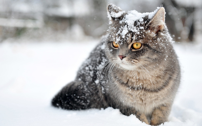 1080P, Gray, Snowflakes, Snow, Accompanied, Cat