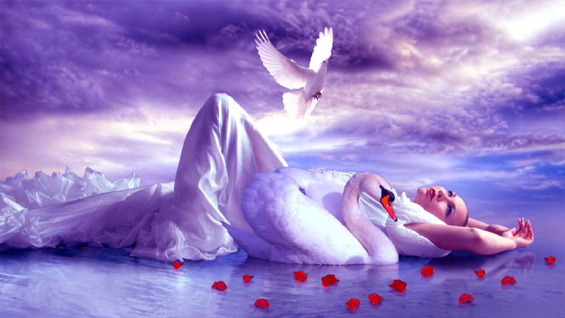 rose, accompaniment, swan, golub, sheet, red, girl, white, sky, clouds, lake, fantasy, hd, 2K