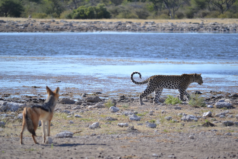 Partner, water hole, animal, animals in the wild, two animals, mammal, 4K, nature, group of animals, safari, Leopard, day, water, land, animal themes