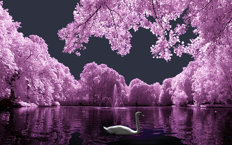 white, pink, landscape, 2K, swan