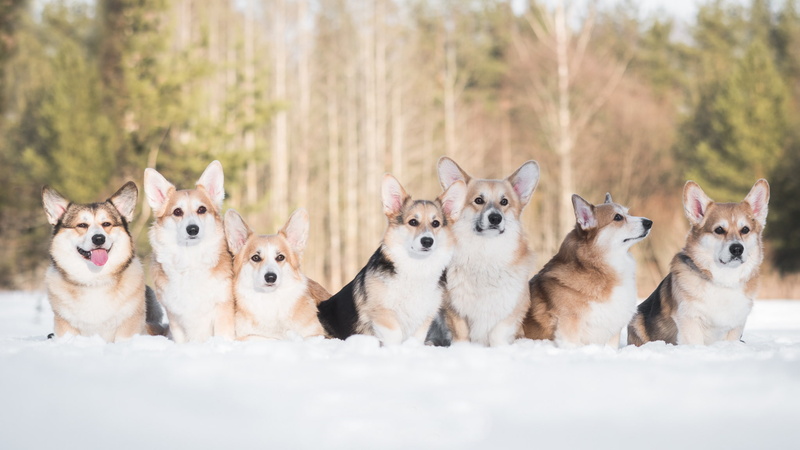 1080P, Welsh Corgi, dogs, winter, snow, friends