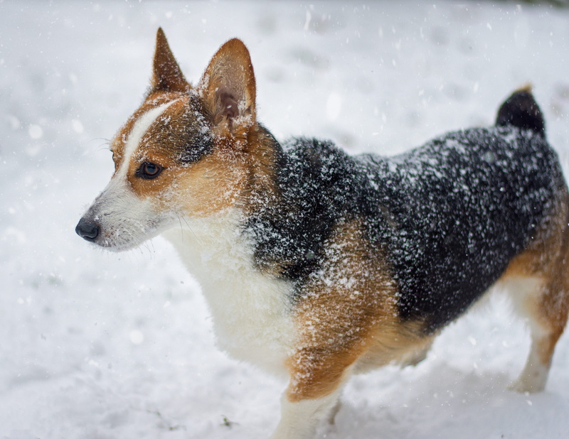 corgi, outdoors, domestic, field, snowing, welsh corgi pembroke, corgis, no people, 5K, dog, looking away, nature, animal, winter, one animal, mammal