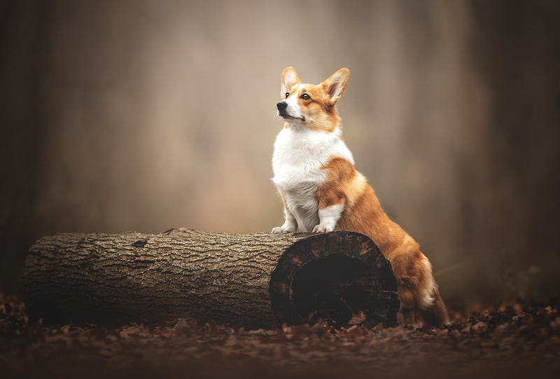 1080P, dog, Welsh Corgi, bokeh, log