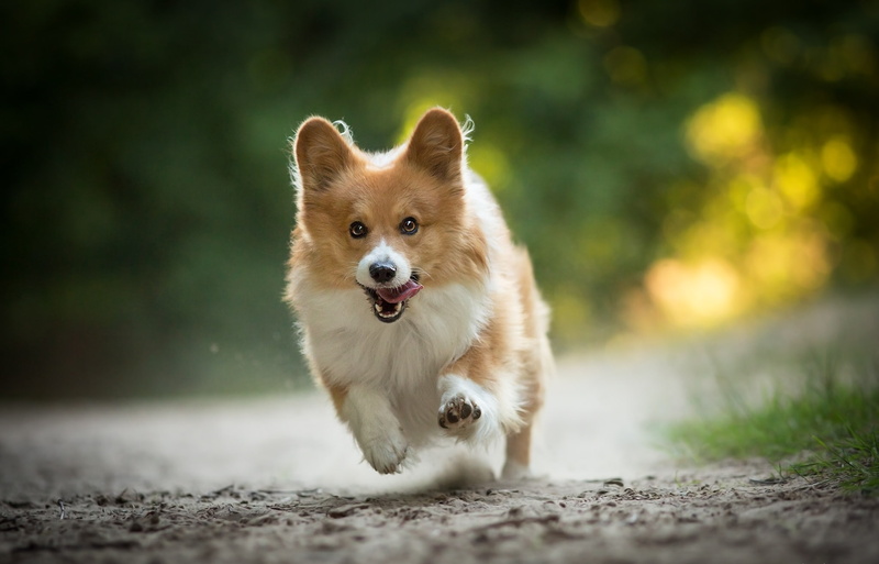 front view, no people, outdoors, nature, summer, animal, selective focus, sitting, dog, Welsh Corgi, cute, running, small, canine, joy, close-up, corgi