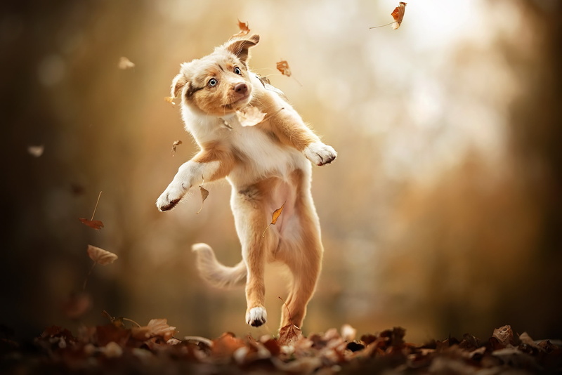 fall, jumping, dog, leaves, animals, 1080P