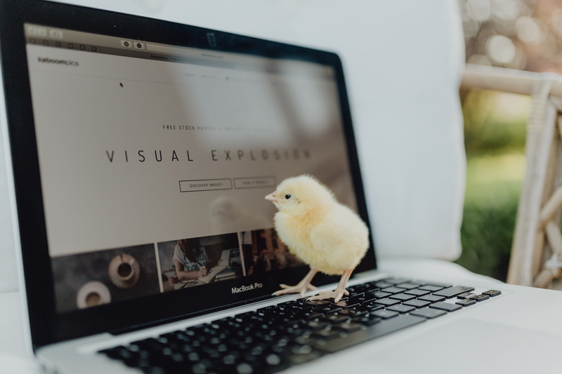 yellow, mammal, computer equipment, connection, computer network, computer, one animal, baby, laptop, chicken, pets, no people, bird, using laptop, polutry