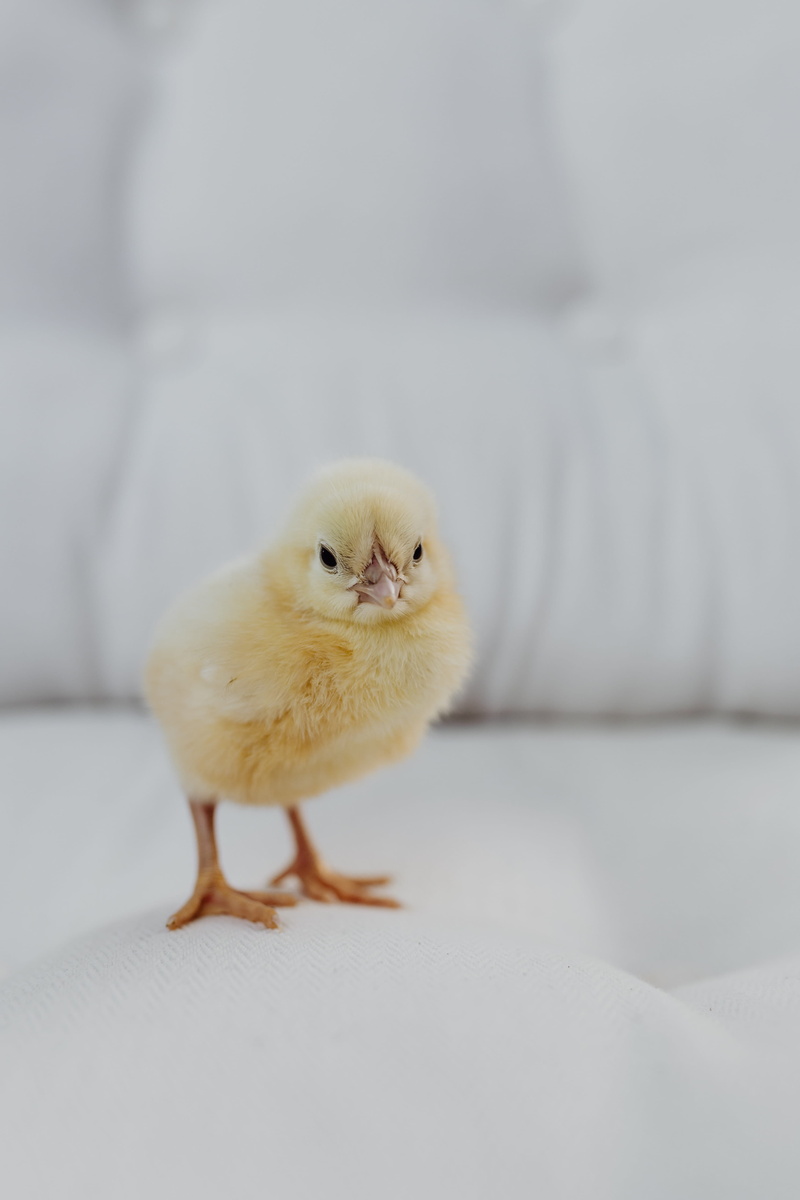 copy space, chicken, full length, small, chick, chicken - bird, animal, vertebrate, young bird, 5K, laptop, young animal, indoors, studio shot, fluffy