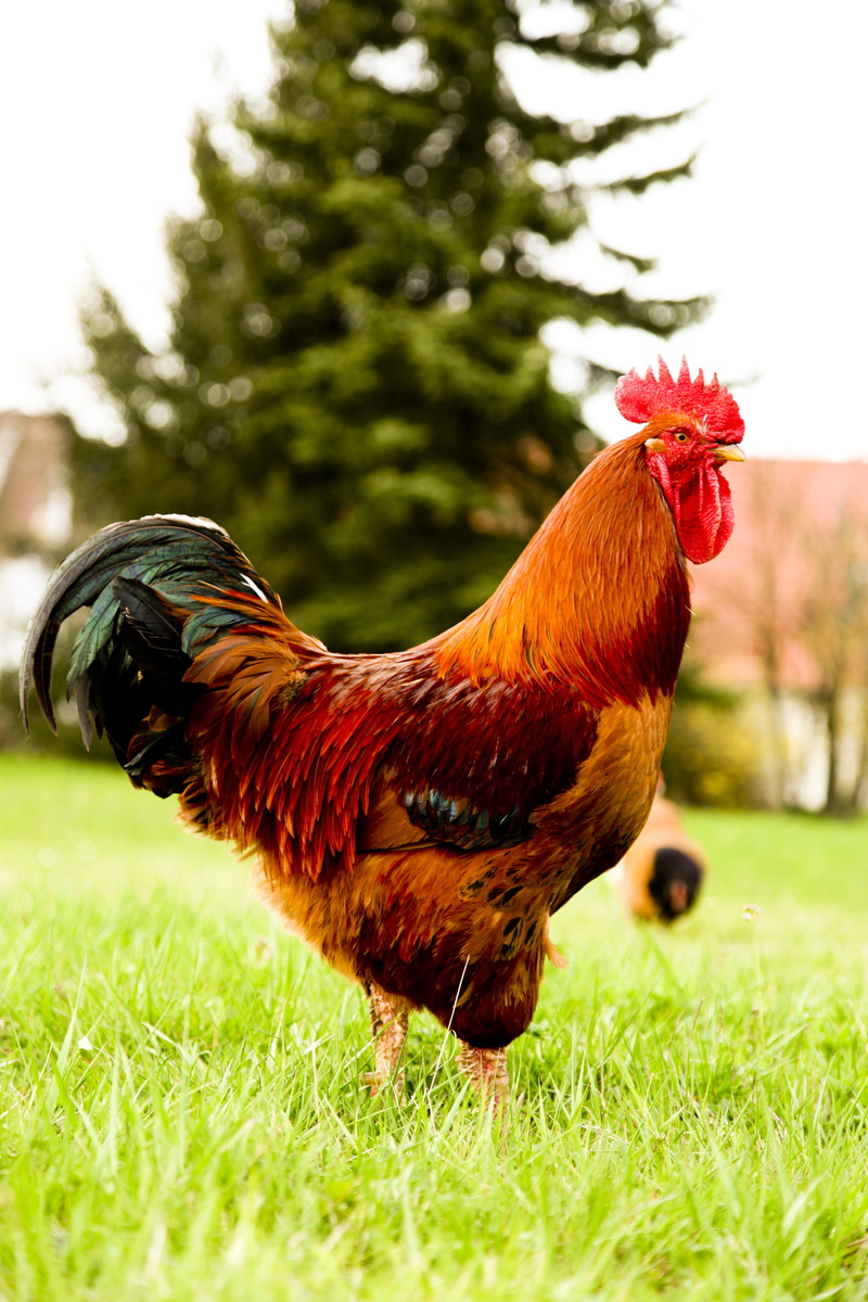 outdoors, male animal, chicken, field, grasses, chicken wings, domestic, animal, rooster, standing, brown, black rooster, pets, chicken - bird, mammal