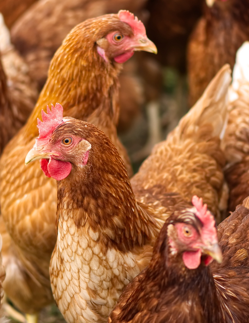 happy hens, male animal, domestic animals, mammal, livestock, bird, animal, feather, outdoors, focus on foreground, day, bill, nature, vertebrate, running