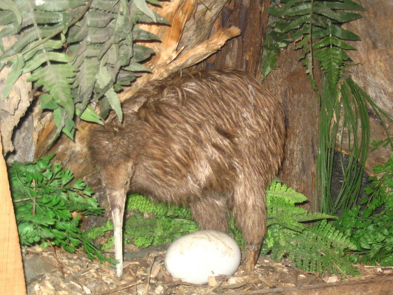 rocks, 1080P, hd, art, birds, kiwi, ferns, egg, bird, kiwi bird, New Zealand, animals