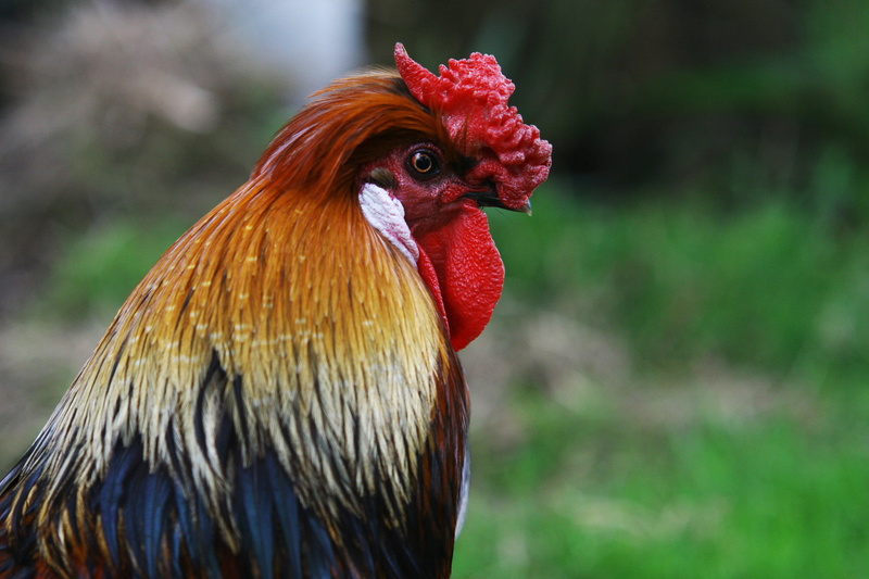outdoors, chicken - Bird, day, red, cockerel, nature, domestic, chicken, one animal, animal, animal head, colorful, pets, animal themes, rural Scene, rooster