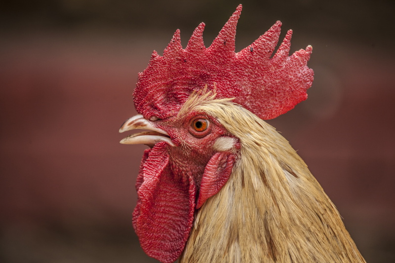 vertebrate, selective, focus on foreground, one animal, beige, cockerel, male animal, animal themes, mammal, domestic animals, animal head, close-up, red