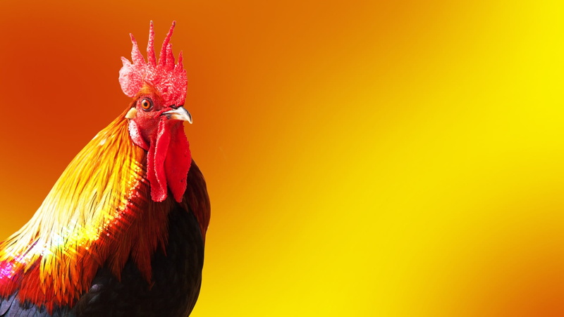mammal, yellow, animal body part, poultry, feather, farm, chicken, domestic, animal head, red, 1080P, chicken - Bird, year of the rooster, male animal