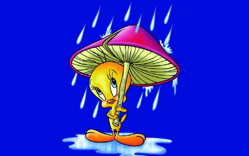 mushroom, rain, tweety, bird, umbrella, blue, 1080P, background, desktop, cartoon